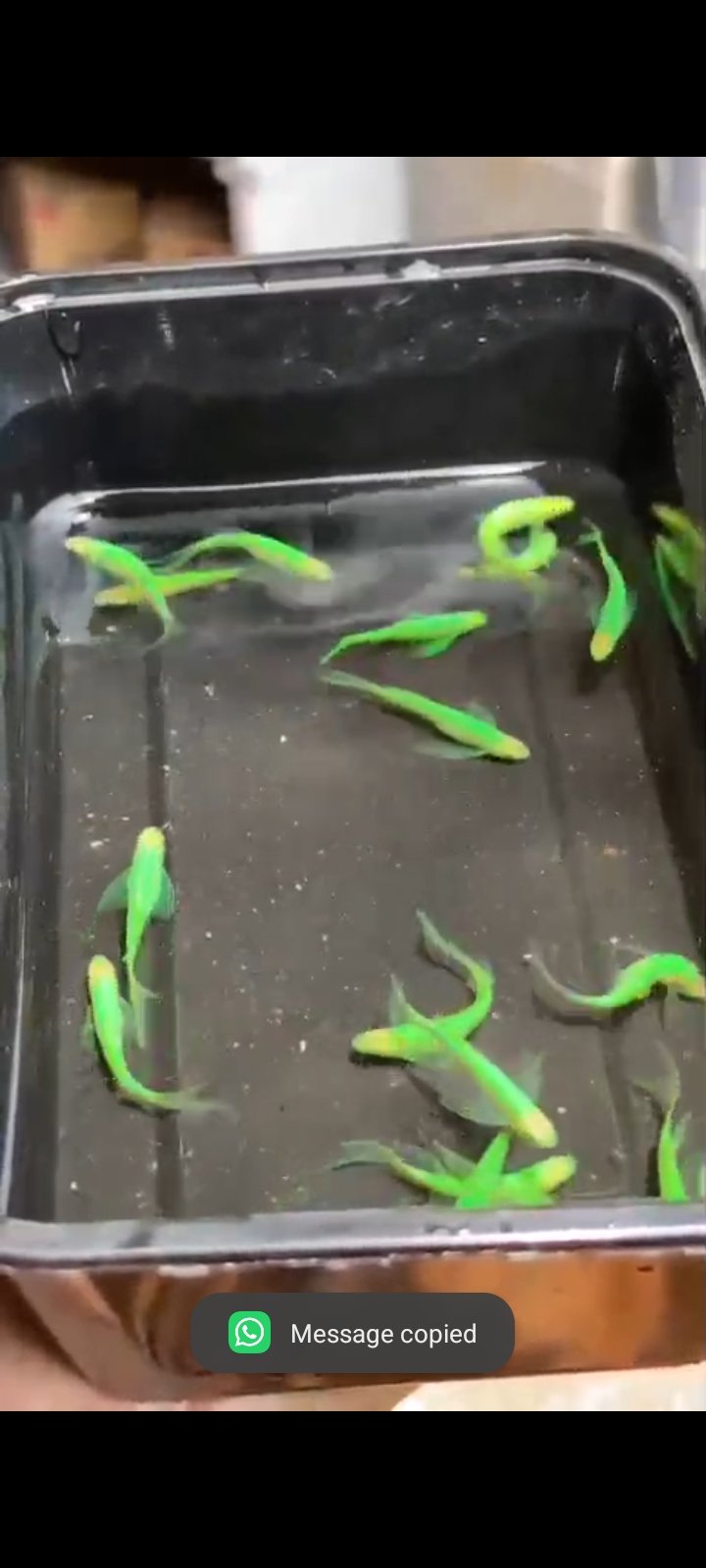 Veiltail zebra available in kerala