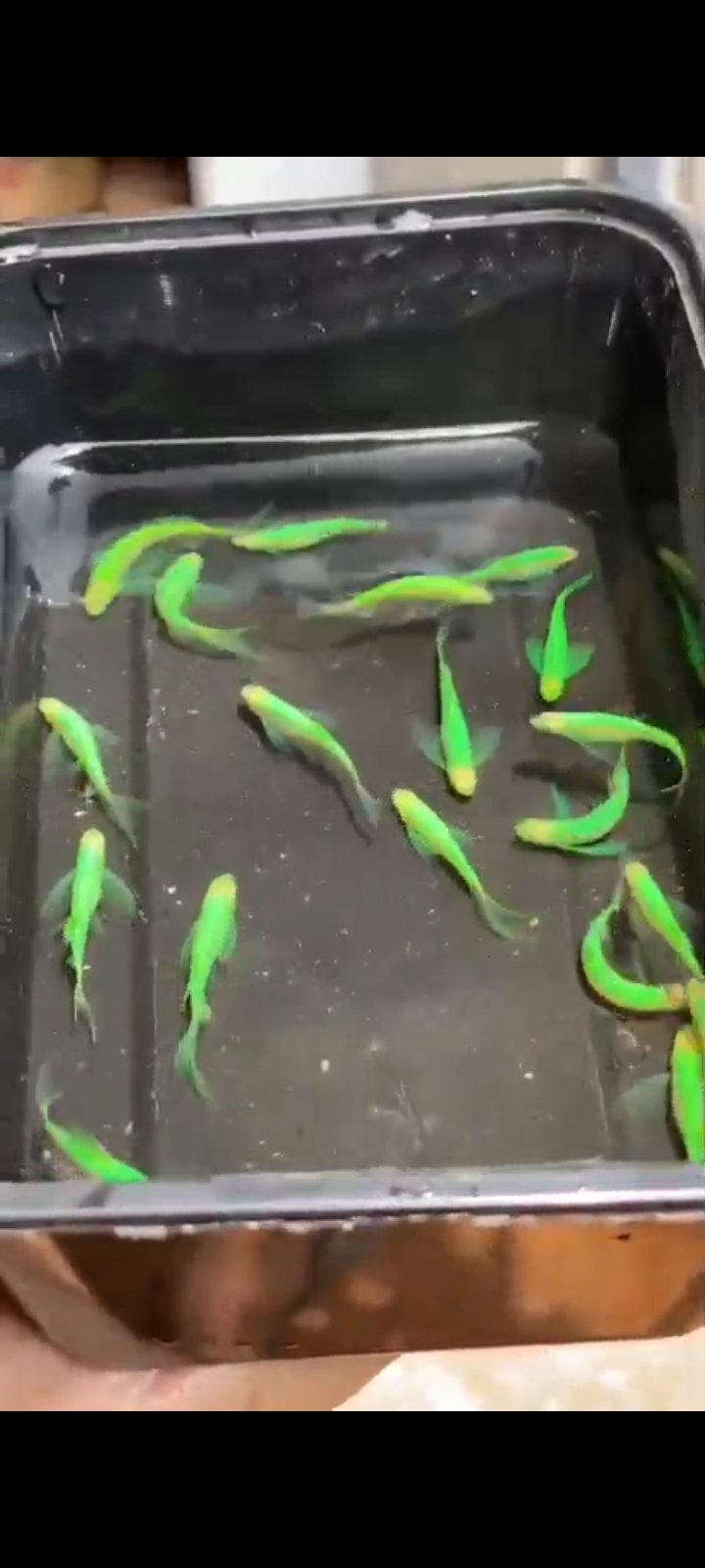 Veiltail zebra available in kerala