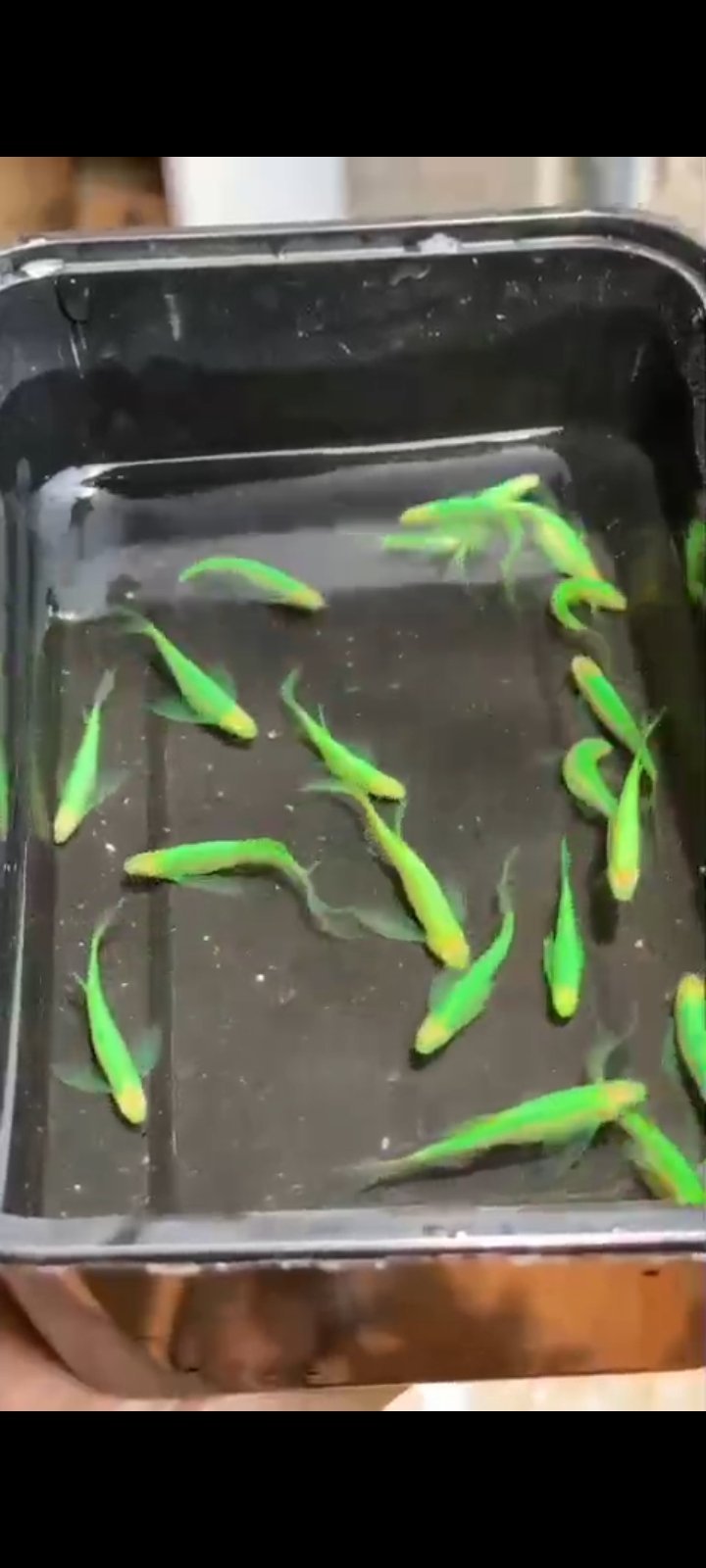 Veiltail zebra available in kerala