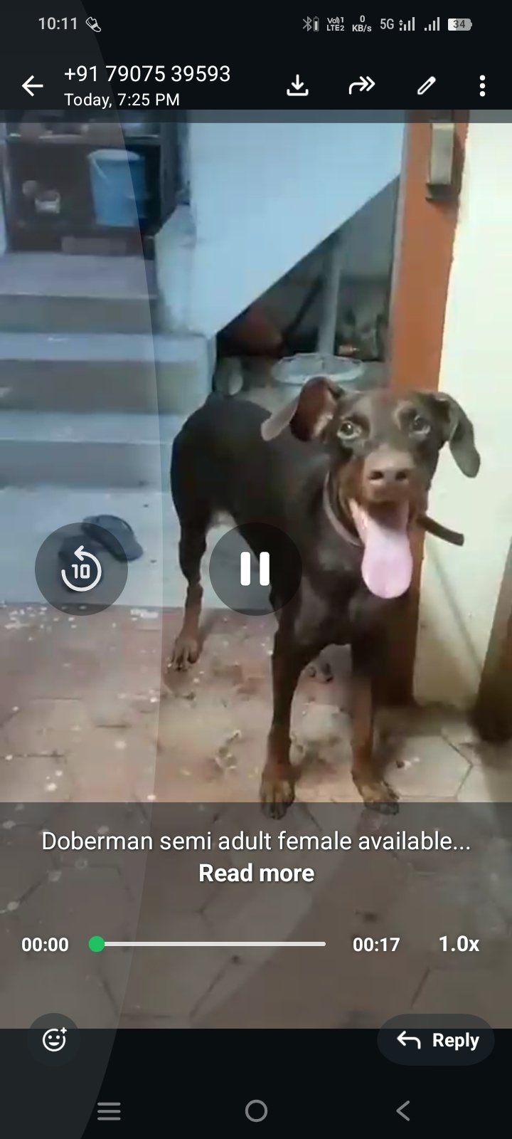 Doberman semi adult female available in chennai