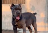 Cane corso male 🐶 Available in kerala
