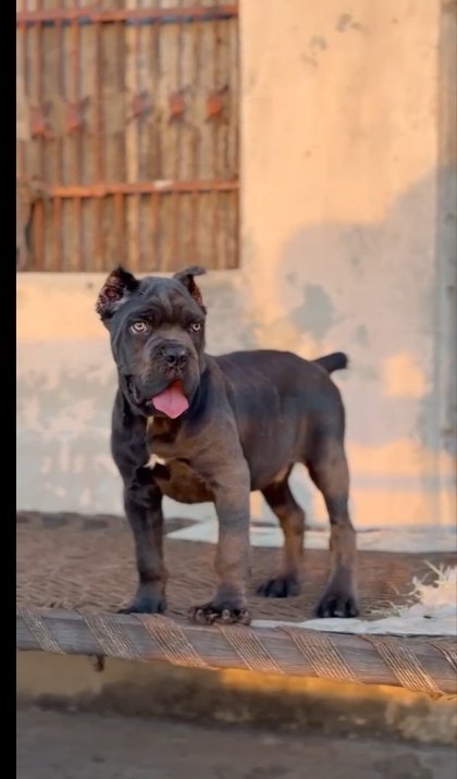 Cane corso male 🐶 Available in kerala