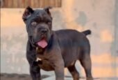 Cane corso male 🐶 Available in kerala