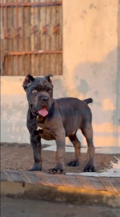 Cane corso male 🐶 Available in kerala