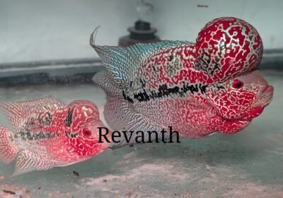 inbound338127632177590943