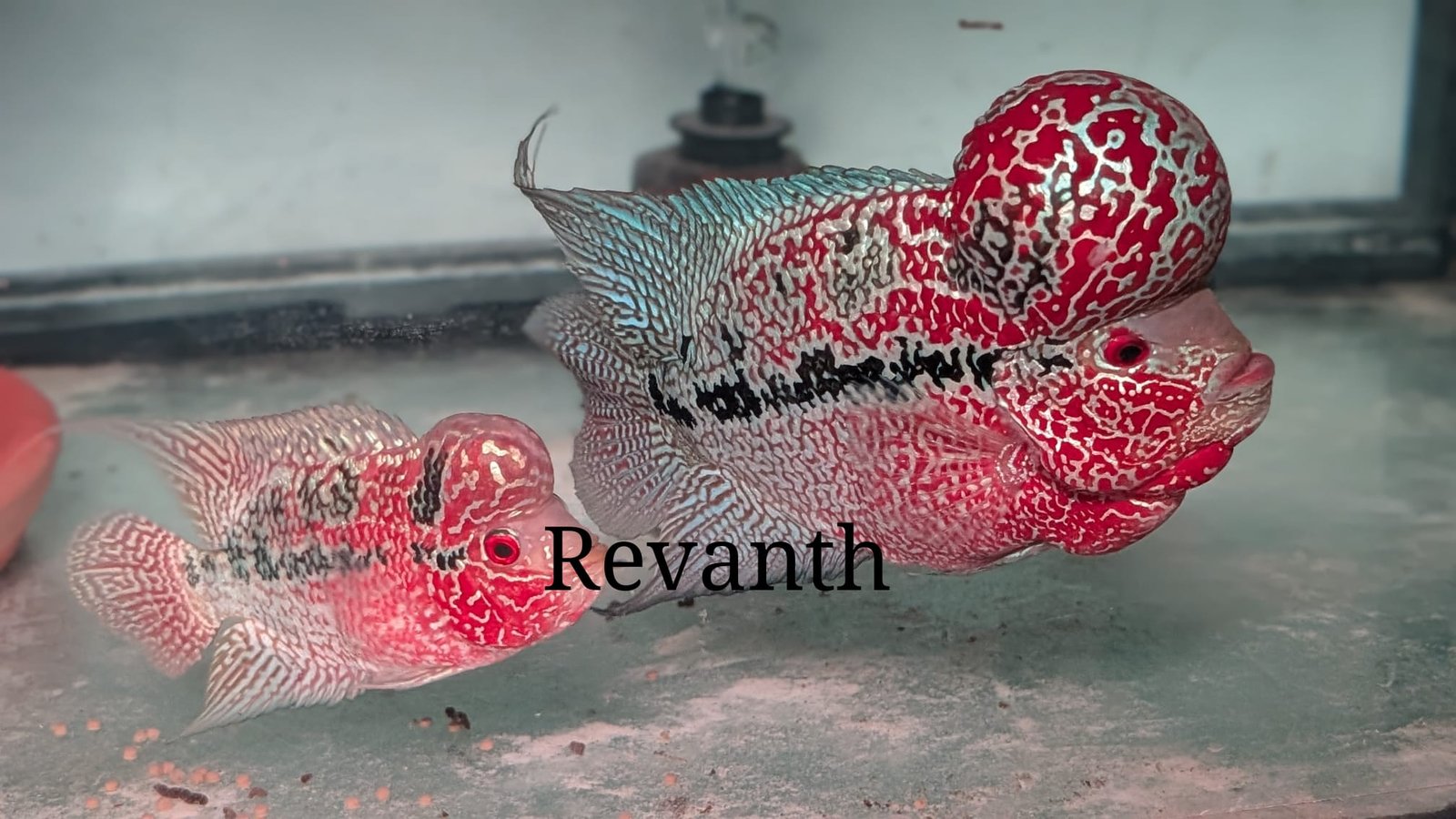 Flower horns available