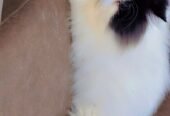 Persian cat
