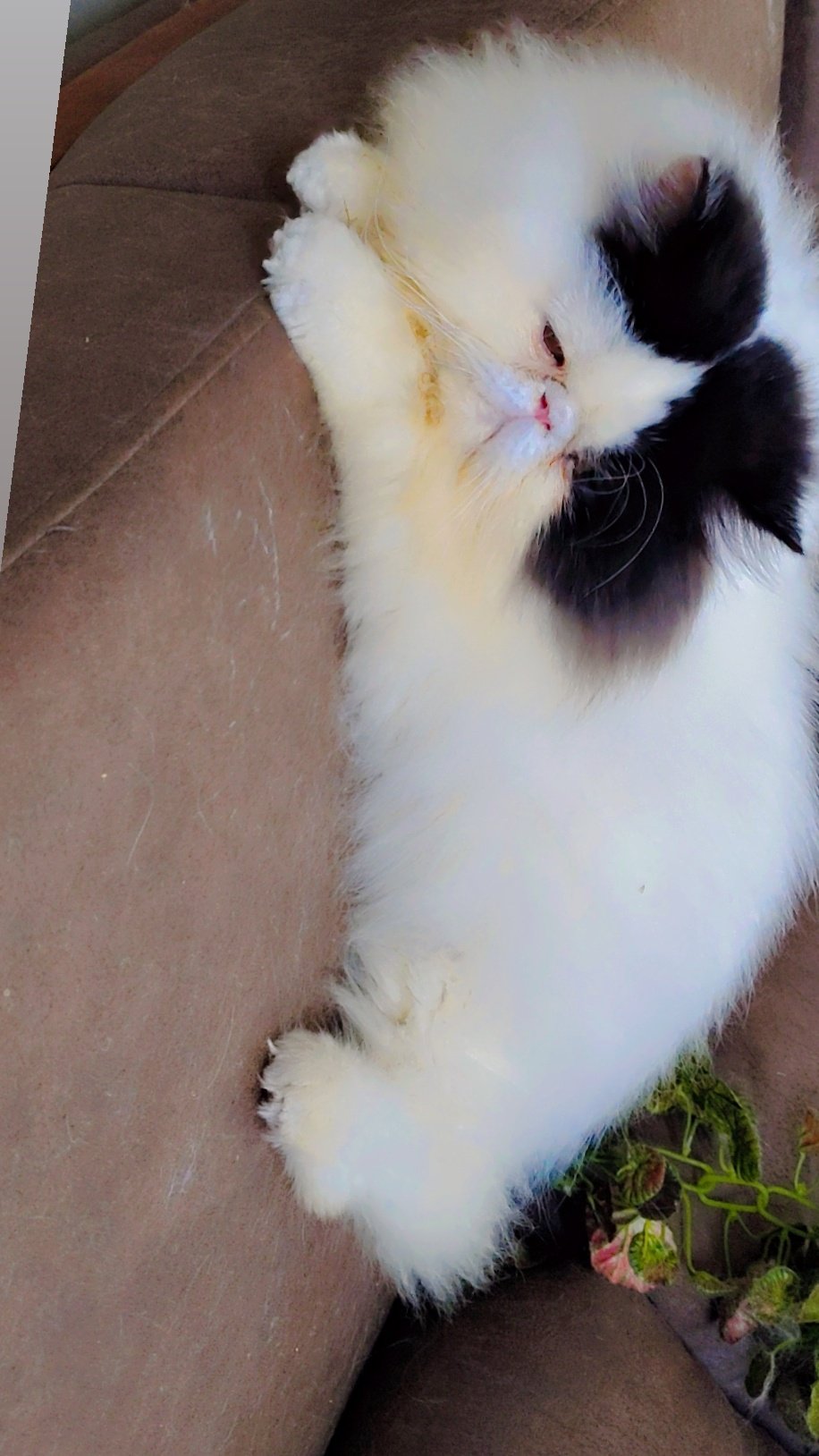 Persian cat