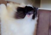 Persian cat