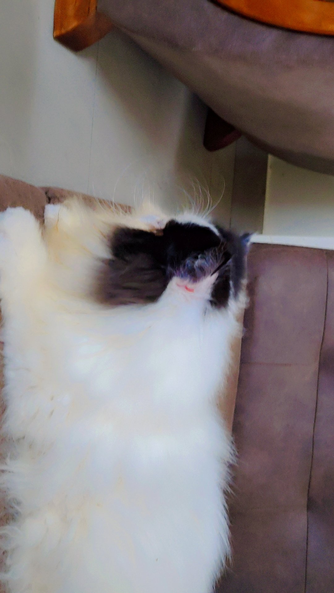 Persian cat