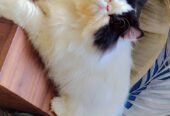 Persian cat