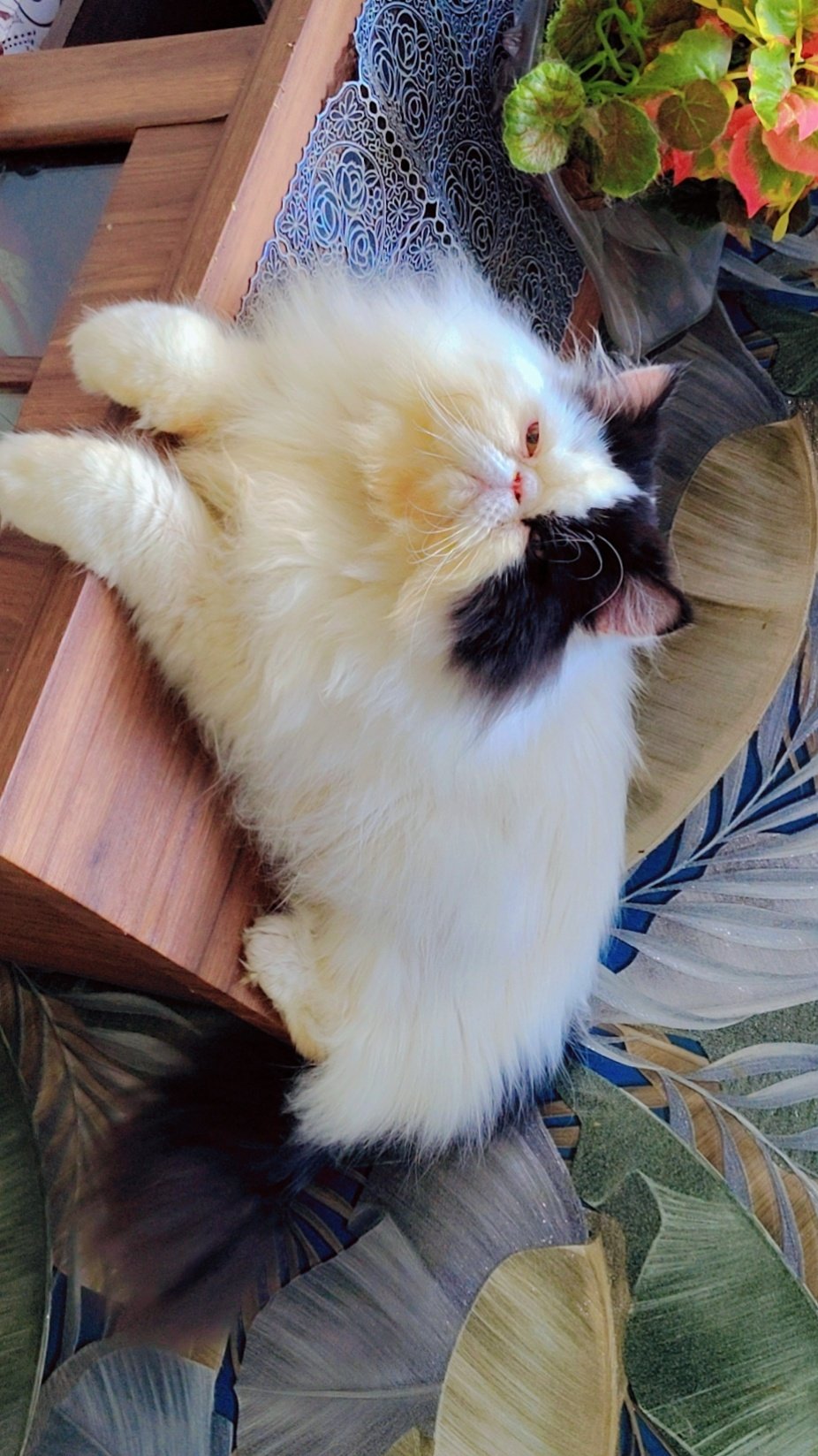Persian cat